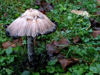 Mushroom, Kane Woods, 2020-10-30, 01 photo