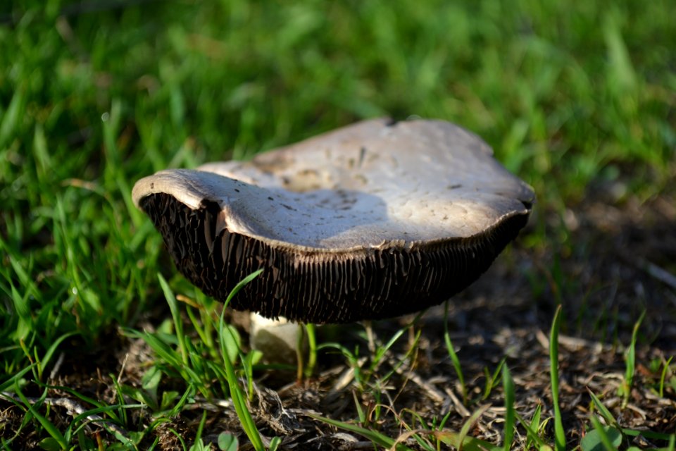 Mushroom With Black Gills