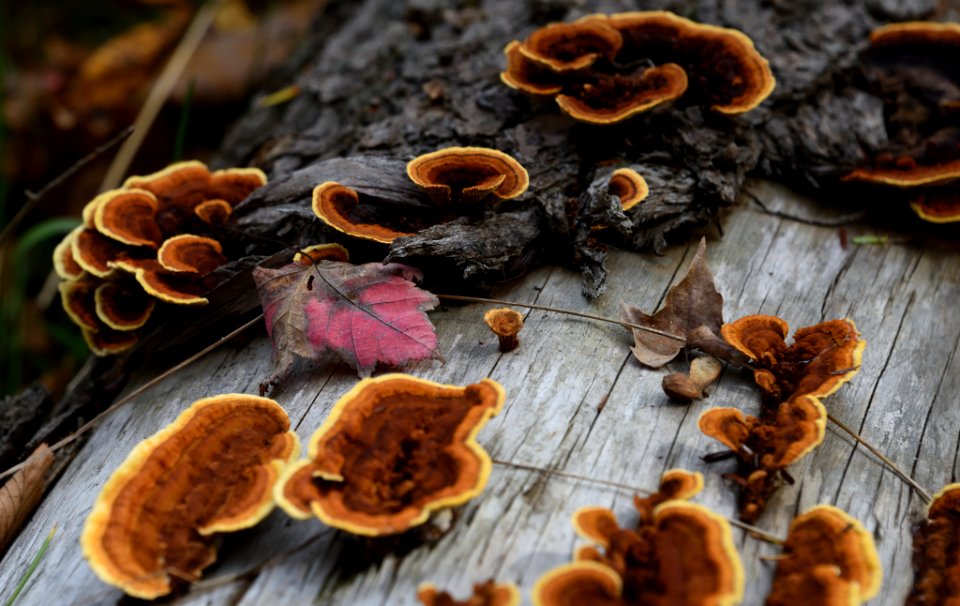 Mushrooms (234458253)