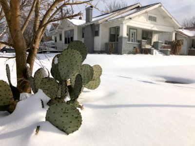 Muskogee snowstorm 2021-02-15 222 N 10th St cactus NW