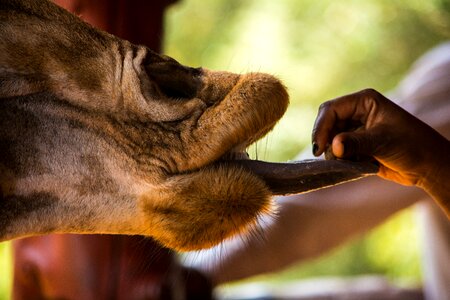 Wildlife animal africa