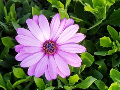 Beautiful nature pink