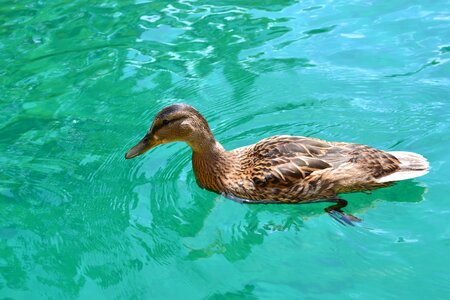 Duck swimming female swim