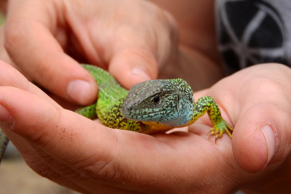 Green reptile lacerta viridis