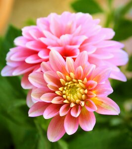 Dahlia macro pink