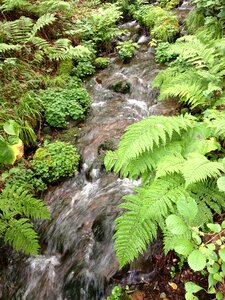 Brook plant plateau photo