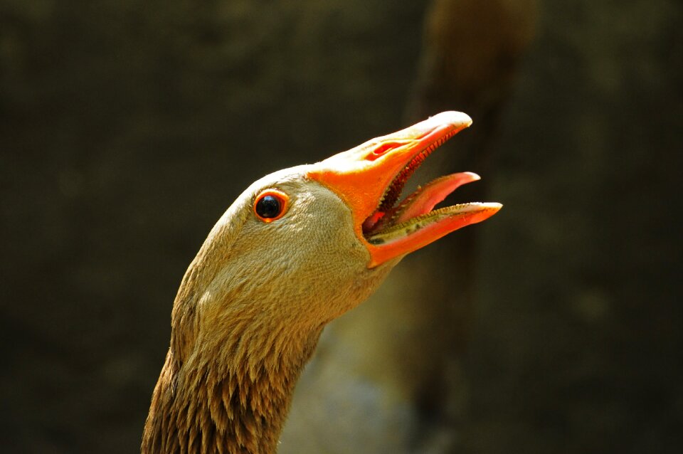 Head animal winged