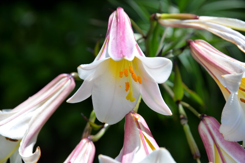Blossom bloom plant