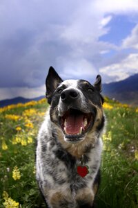 Nature smile wildflowers