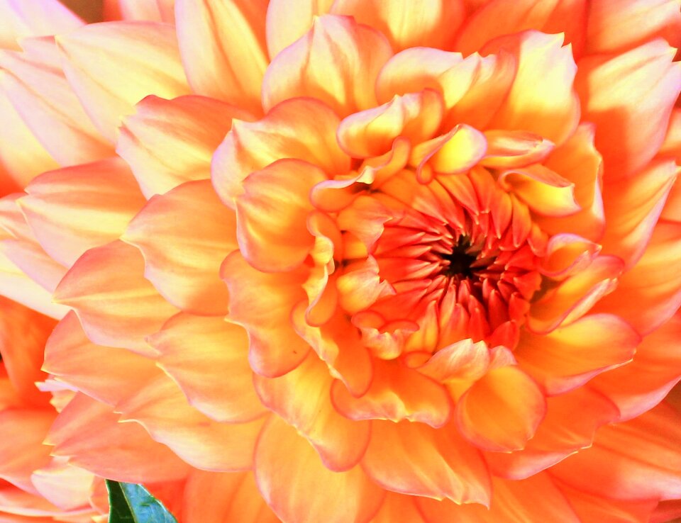 Dahlia orange macro
