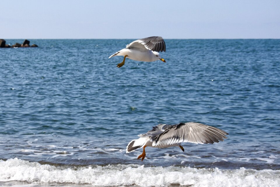 Wave sea gull seagull