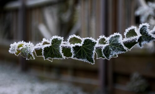 Ivy incomplete cold