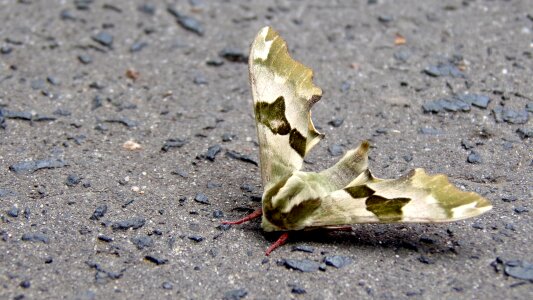 Butterfly night nastrosz lipovets nature