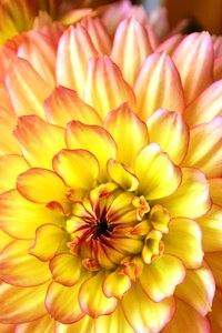 Dahlia macro yellow