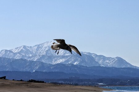Mountain rice mountain national park sea gull