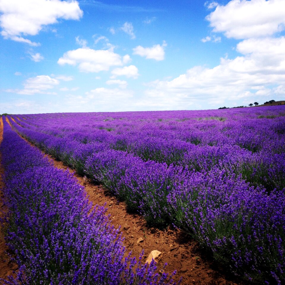Field flowers bloom