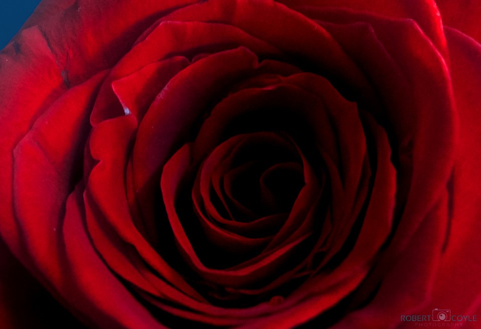 My Rose (255757061)