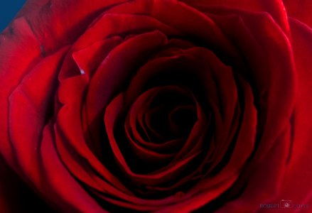 My Rose (255757061) photo