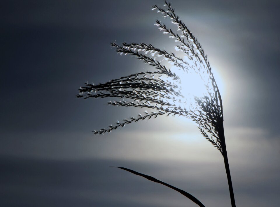 Wintry backlighting winter