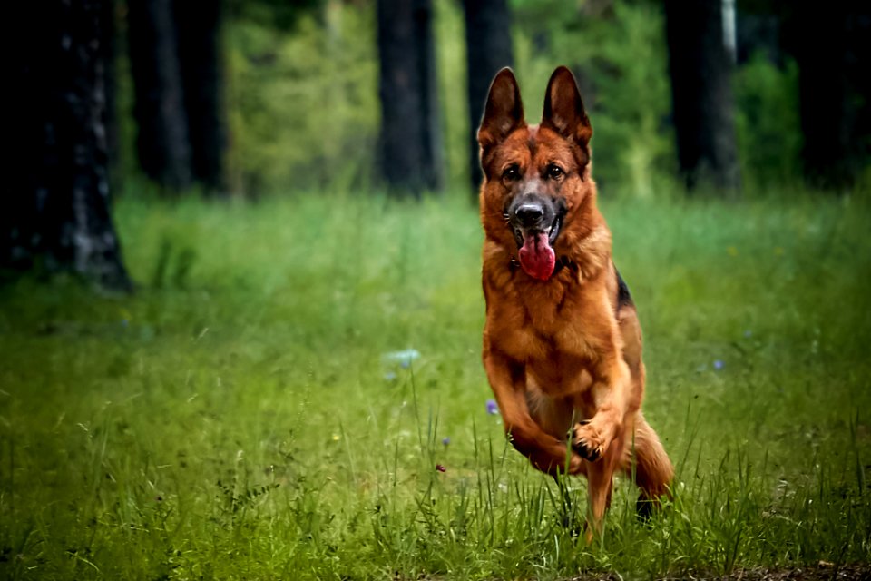 My Dog (197495451)