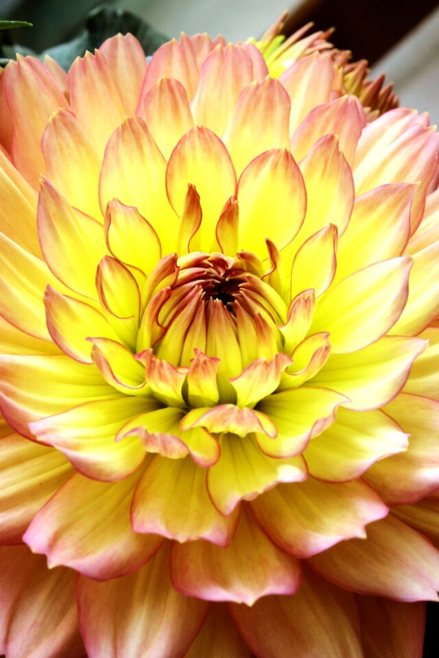 Dahlia yellow macro