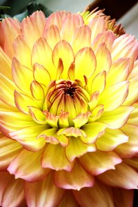 Dahlia yellow macro