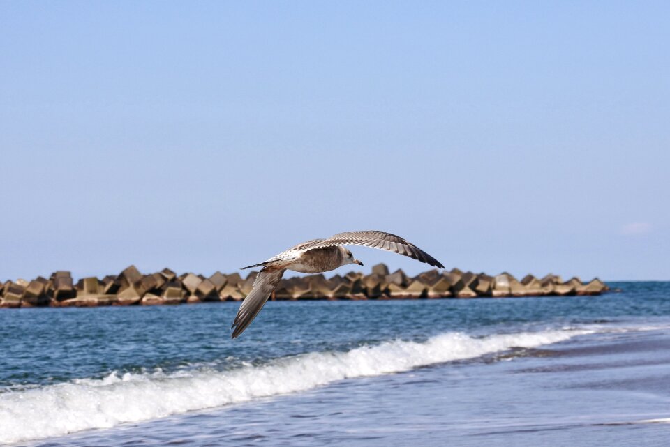 Wave sea gull seagull