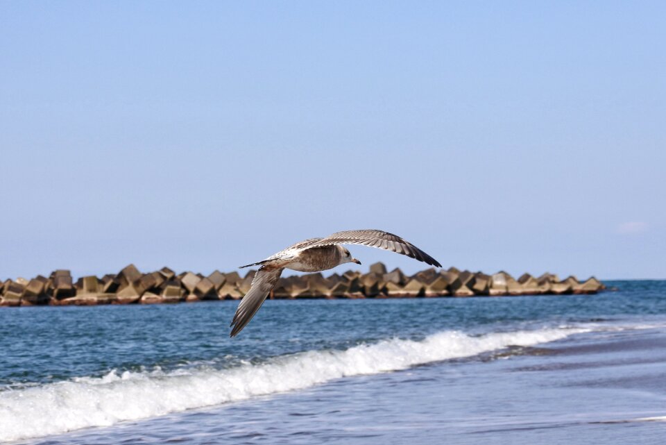 Wave sea gull seagull photo