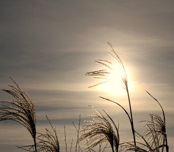 Wintry backlighting winter
