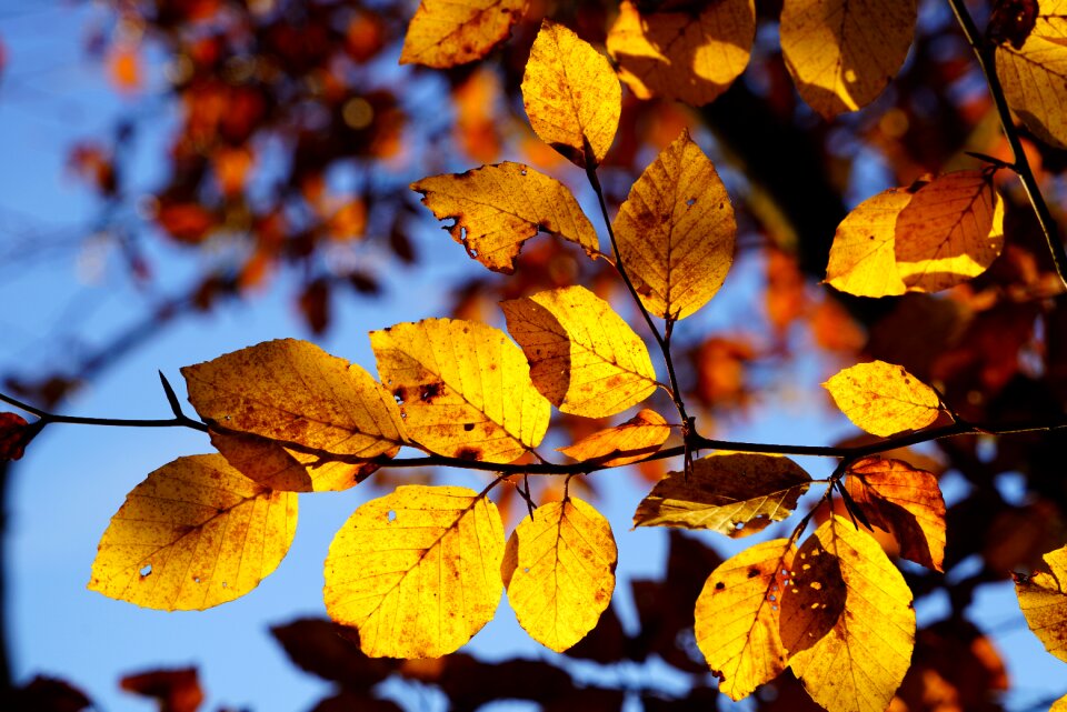 Tree autumn fall foliage