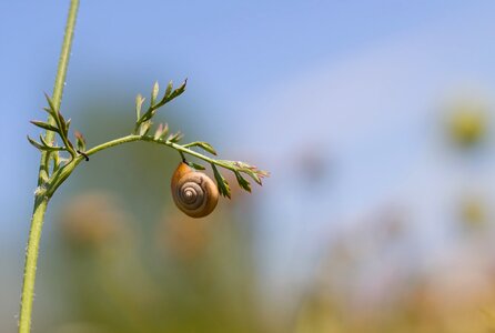 Snail spring snail shell