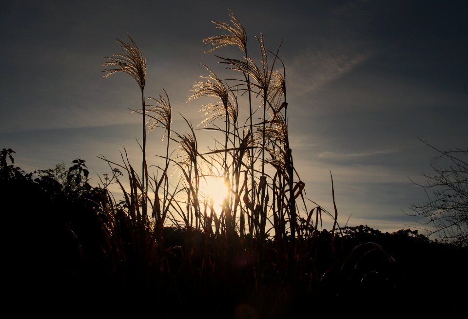 Wintry backlighting winter