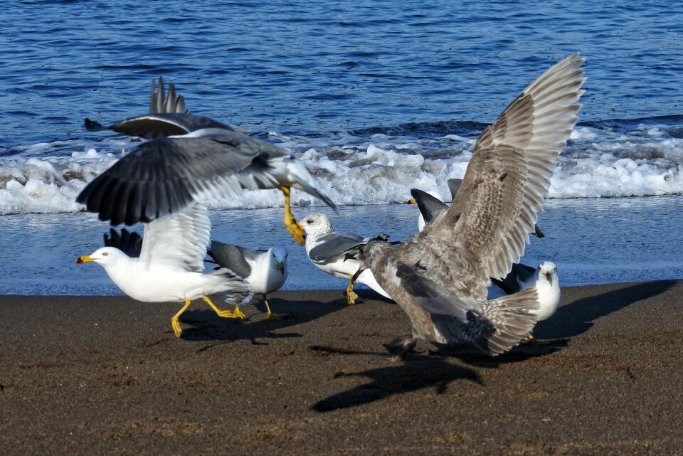 Wave sea gull seagull