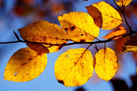 Tree autumn fall foliage photo