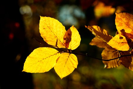 Tree autumn fall foliage photo