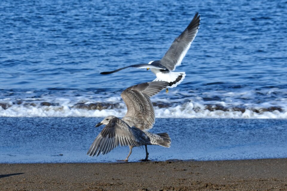 Wave sea gull seagull