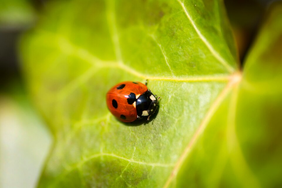 Ladybug leaf nature