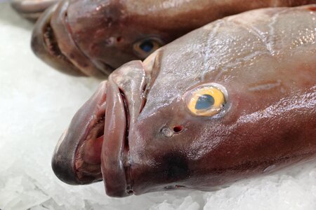Market seafood fresh