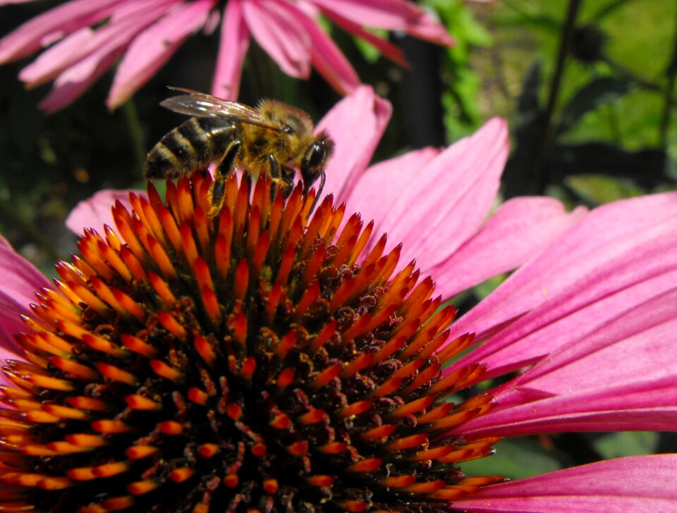 Flower pollination insects