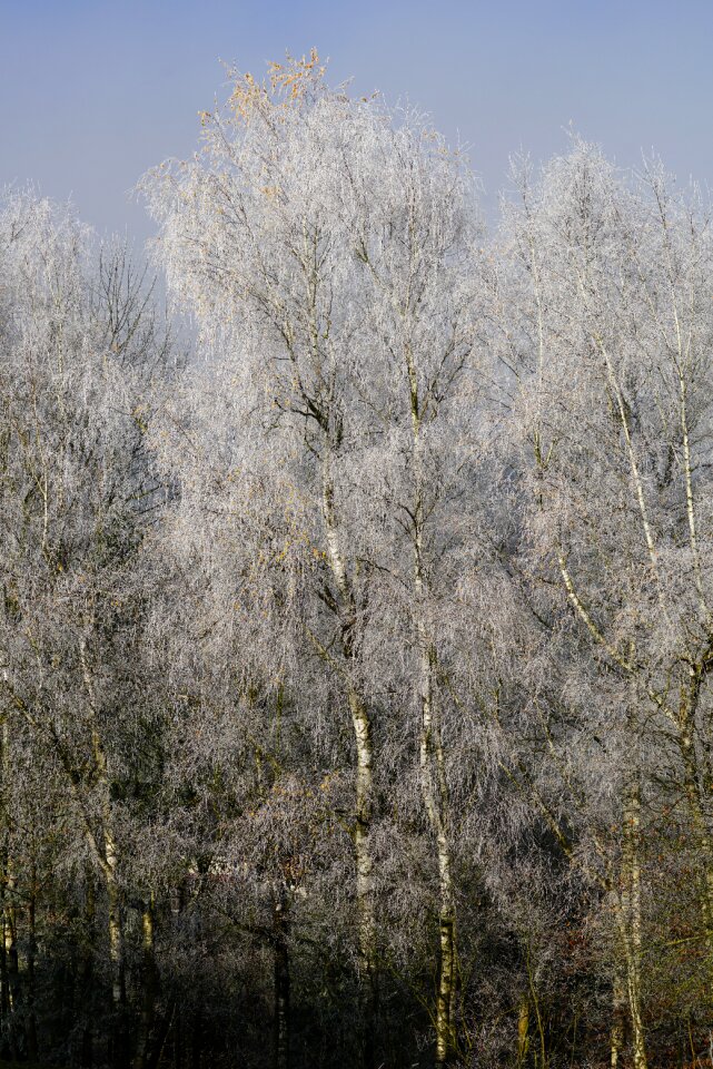 Trees birch wintertime