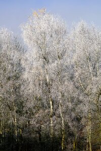 Trees birch wintertime