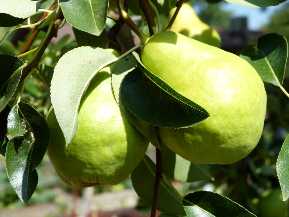 Organic green agriculture