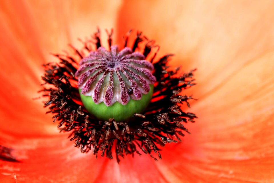 Macro orange poppy