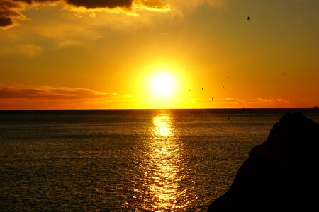 Sunset sea gulls photo