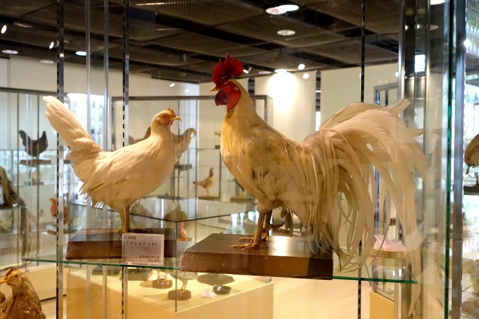 No. 157 - Food and Agriculture Museum - Setagaya, Tokyo, Japan - DSC09712