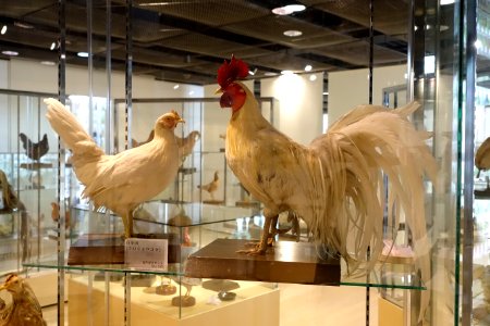 No. 157 - Food and Agriculture Museum - Setagaya, Tokyo, Japan - DSC09712