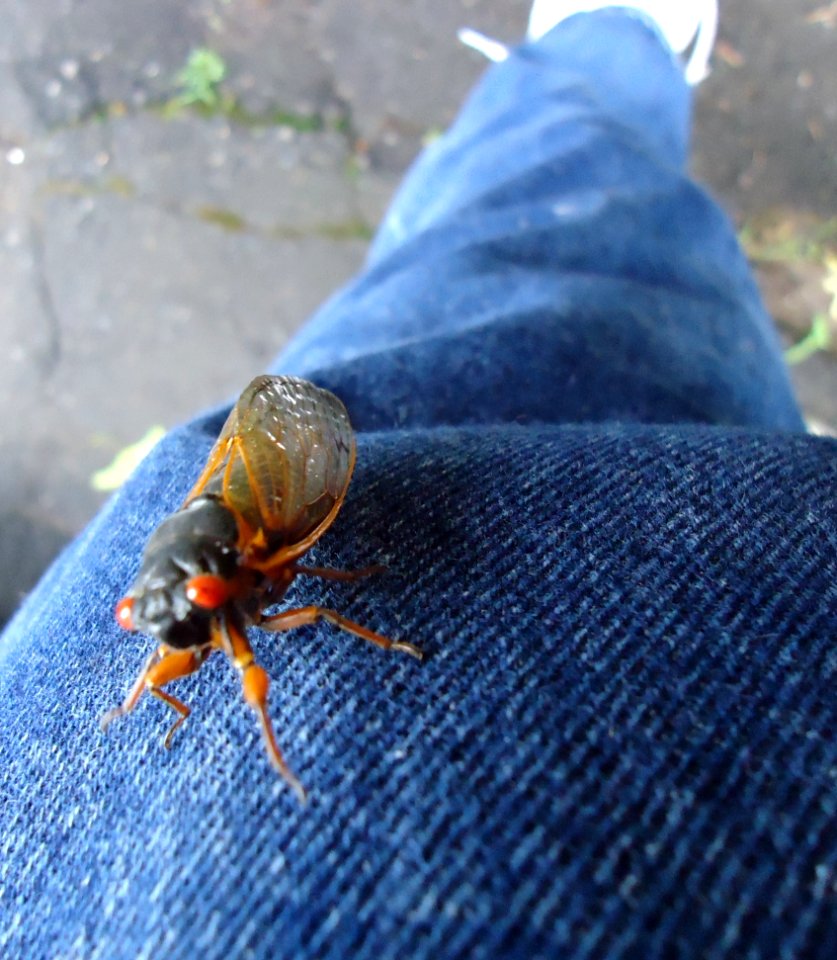 NJ cicada climbs up my bluejeans