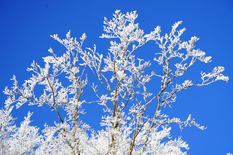 Hoarfrost winter iced photo