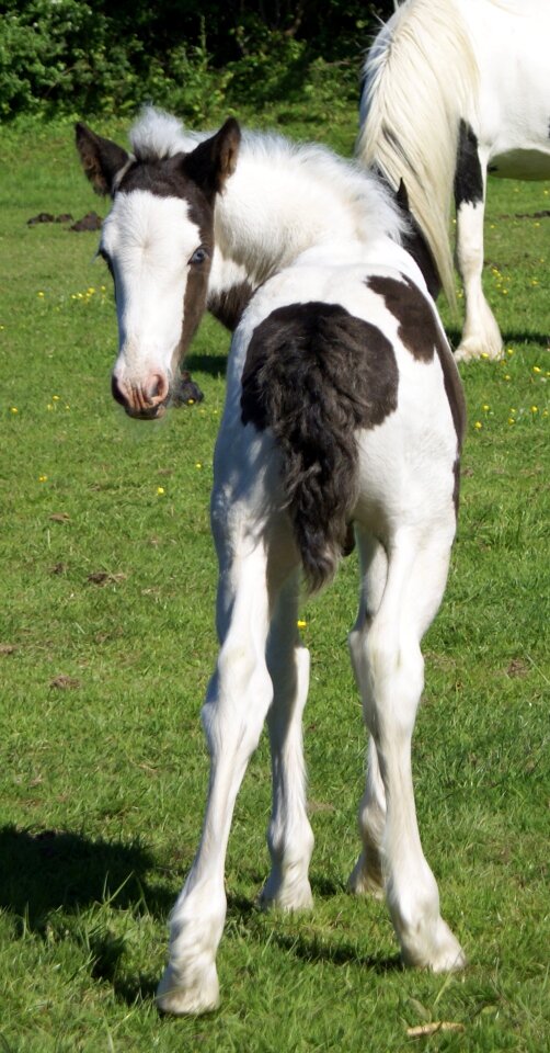 Skewbald young colt horse