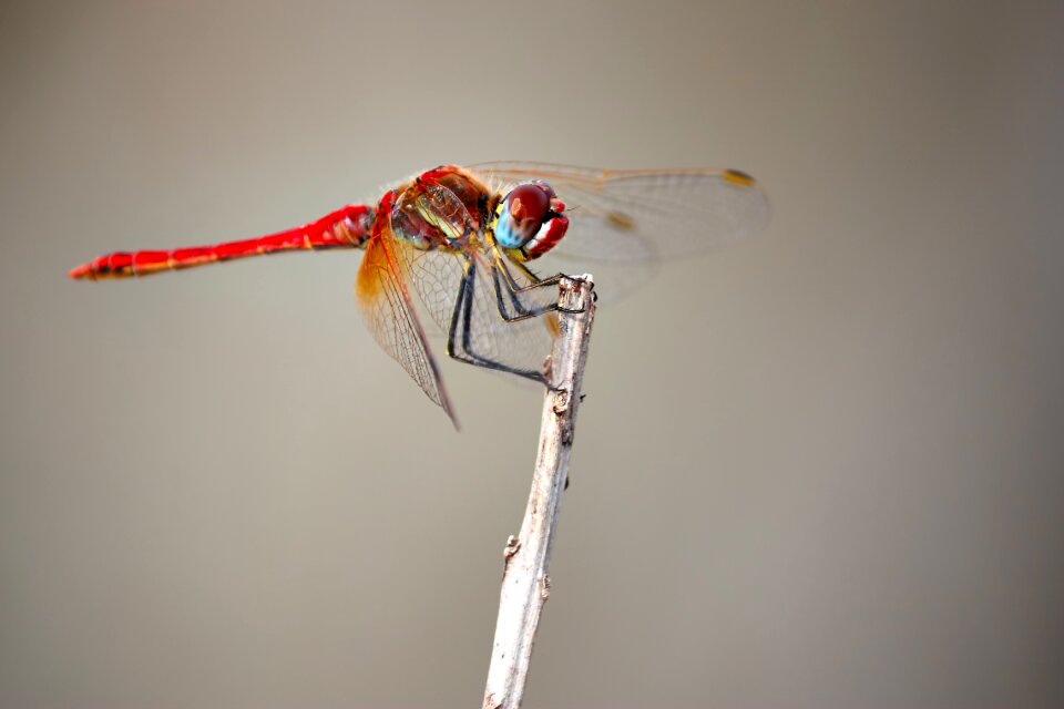 Nature outdoors wings